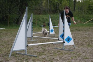 Agilitykurs3