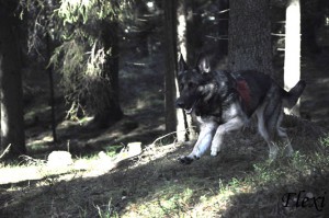 Bruksträning3