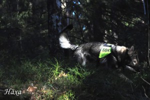 Bruksträning6