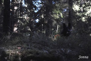 Bruksträning8