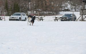 dsc_0101-kopiera