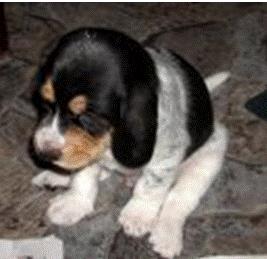 Lärkvallens Fido