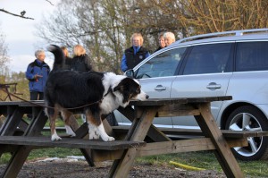 nosework11