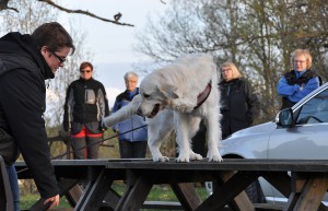 nosework12