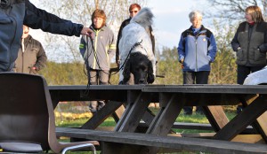 nosework13