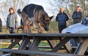 nosework17