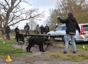 nosework7