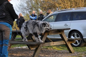 nosework9