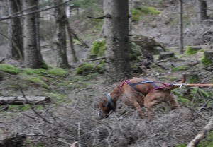 sparundra3 kopiera
