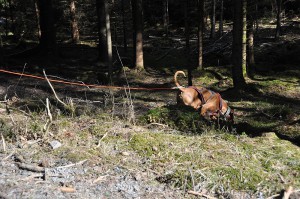 undraspar kopiera
