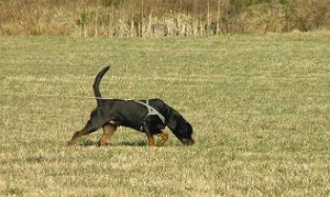 Appell 1 aprill 2007