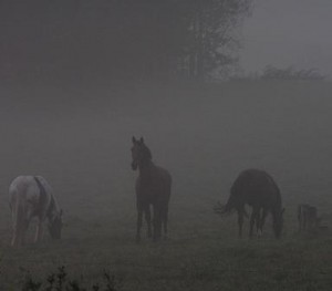 klubbmästerskap 2006