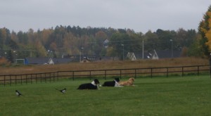 KM 2008