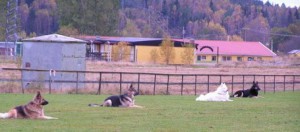 Klubbmästerskap 2007