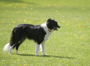 14 maj 2011