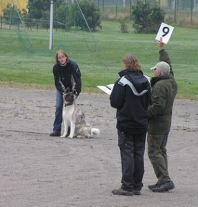 Lydnadstävling 7 oktober 2007