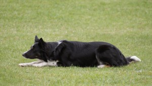 8 maj 2010