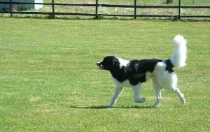 lydnad8