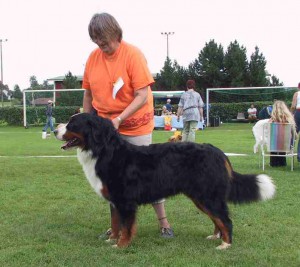 Dogwoods Especial Spikit Berner Sennenhund Uppf. Ingrid Wegner, Björketorp Ägare. Gerty Böe, Västerlanda 