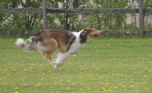 15 maj 2011