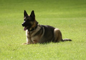 Tävling lägre elit 2009