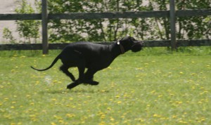 SONY DSC