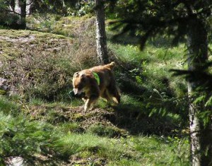 Spå hkl 2006