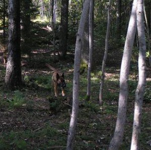 Spå hkl 2006