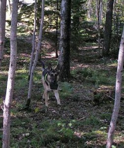 Spå hkl 2006