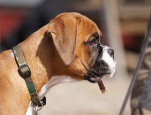 Undra. En blivande spårhund på studiebesök