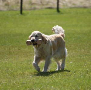 9 maj 2010