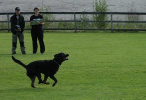 Spårtävling lkl 2007