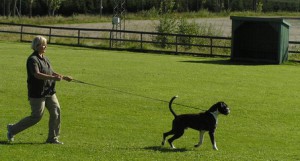 Spårtävling lkl 2007