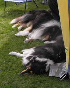 Utställning och lydnad 12 aug 2006
