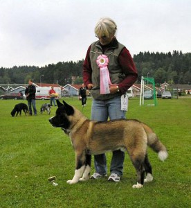 American Akita. Lucky Dragon´s Falcon Ägare: Mari Bergh, Sjuntorp 