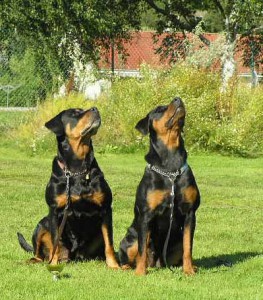 Utställning 6 aug 2005