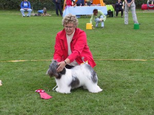 Xsanda Eye of the tiger  Lhasa Apso Ägare: Yvonne Strömberg, Lilla Edet Uppf. Annette Jörgensen o Juha Kukkonen, Lilla Edet  