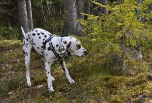 Ungdomar spår