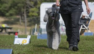 rally49 kopiera