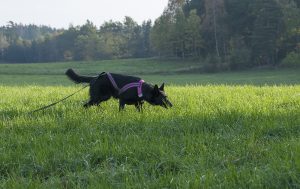 appell5 kopiera