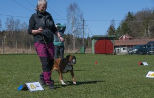 rally49 kopiera
