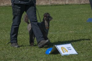 rally58 kopiera