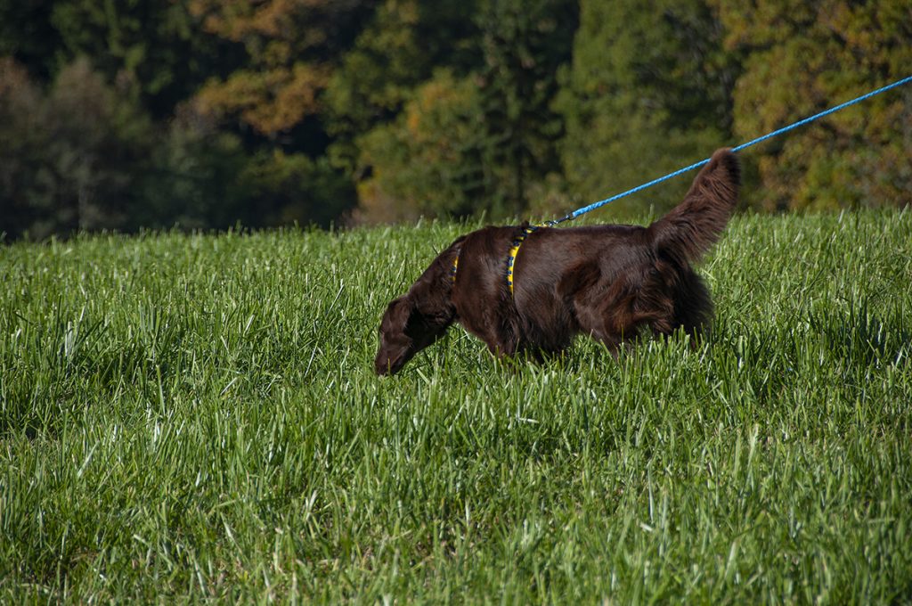 appell14