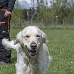 wiback16 kopiera
