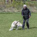 wiback17 kopiera
