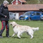 wiback18 kopiera
