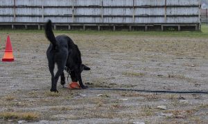 kicki3 kopiera